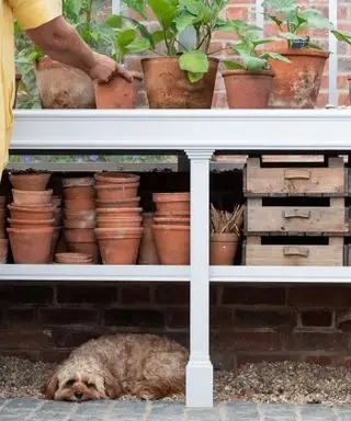 drivhusreol med terracotta potter og hund under