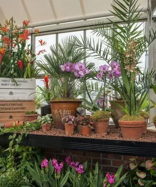 blomster vokser i et drivhus med persienner på loftet