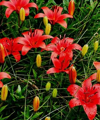 赤いカンゾウの茂みのクローズ アップ