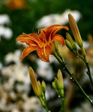 オレンジ色のカンゾウの花のクローズ アップ