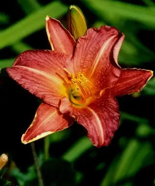 Você deveria cortar os daylilies no outono? Especialistas oferecem conselhos sobre esta planta perene