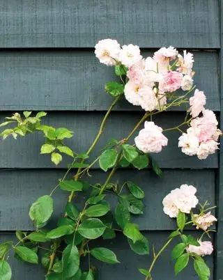 Mørkeblåt hegn fra Farrow & Ball