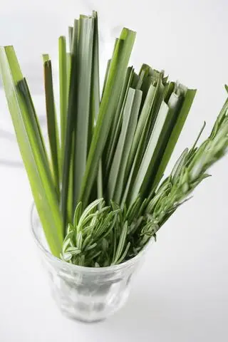 comment faire pousser de la citronnelle