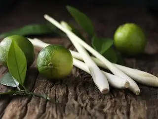 comment faire pousser de la citronnelle