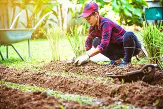comment faire pousser de la citronnelle GettyImages-1189961592