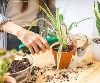 Nogen gøder deres stueplanter indendørs