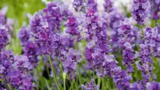 Comment tailler la lavande – Purple Treasure