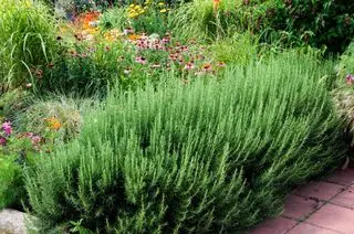 Haie de romarin bordant des graminées et des fleurs ornementales, dont l'échinacée