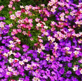 Remplissage de fleurs d'aubretia violette et de saxifrage rose