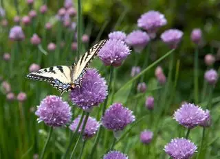 Ciboulette aux fleurs et alimentation des papillons
