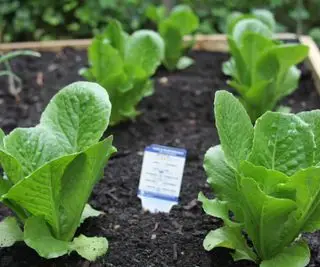 Spinatplanter plantet i køkkenhaven