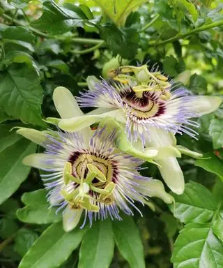 grandes fleurs violettes et crème de la vigne fruit de la passion