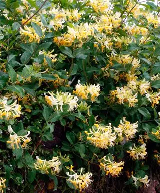 Fleurs de couleur jaune d'un chèvrefeuille poussant sur un mur