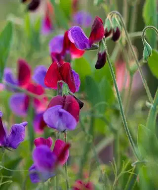 fleurs colorées de pois de senteur