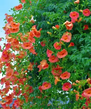 fleurs rouges d'une plante grimpante trompette poussant sur un mur