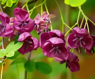 fleurs marron foncé de vigne chocolatée, également connues sous le nom d'Akebia quinata