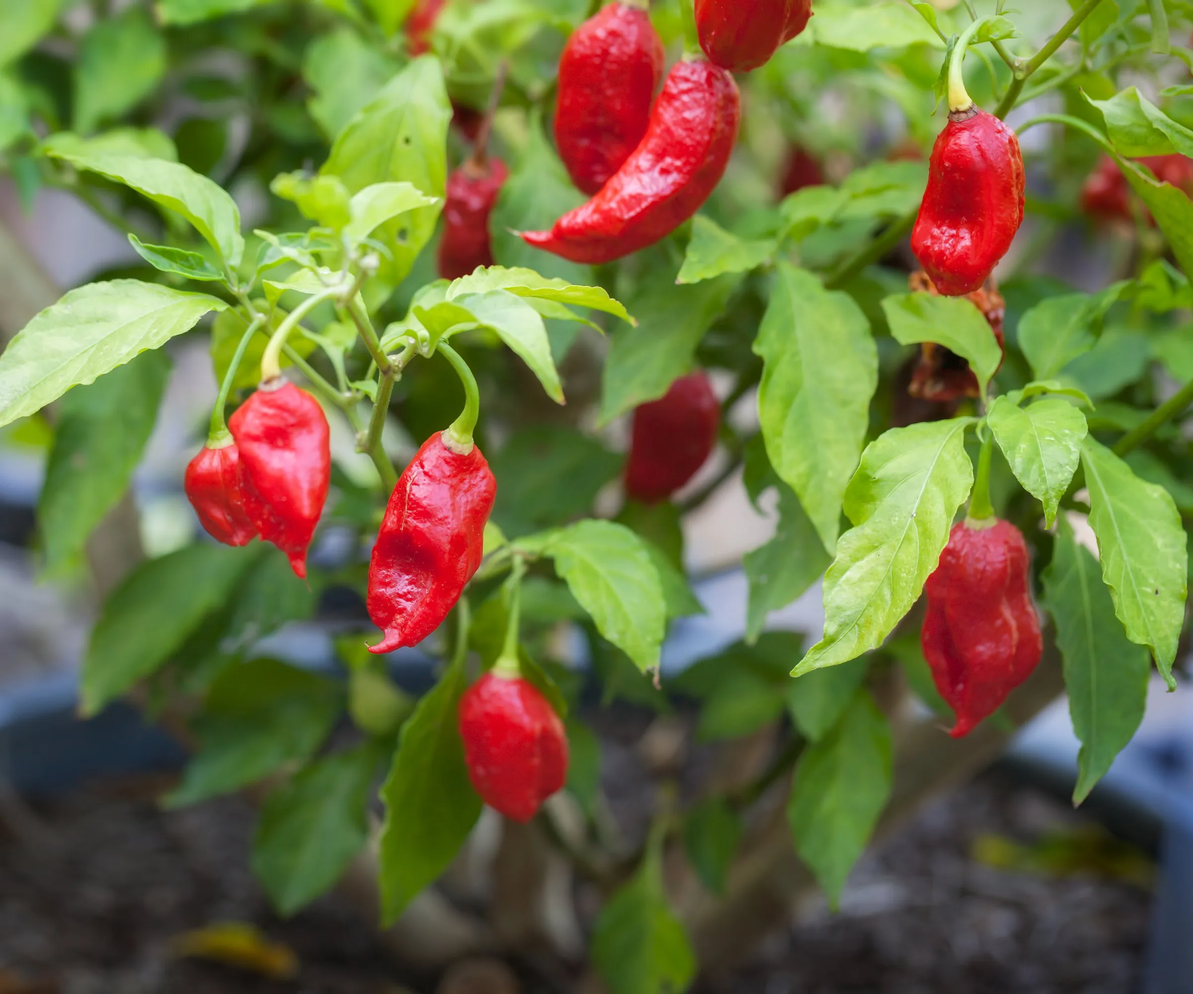 Pimentas fantasmas vermelhas crescendo em uma planta' loading='lazy' title=