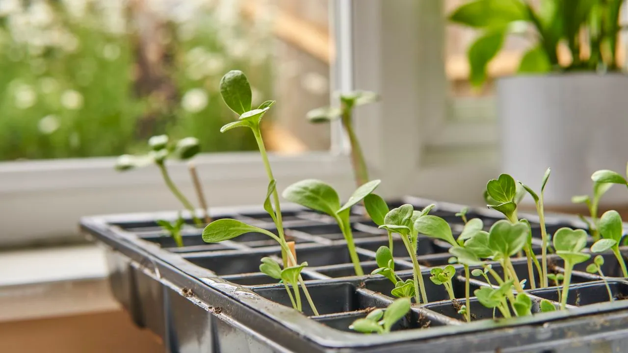 Mudas crescendo em uma bandeja modular em um parapeito de janela brilhante' loading='lazy' title=