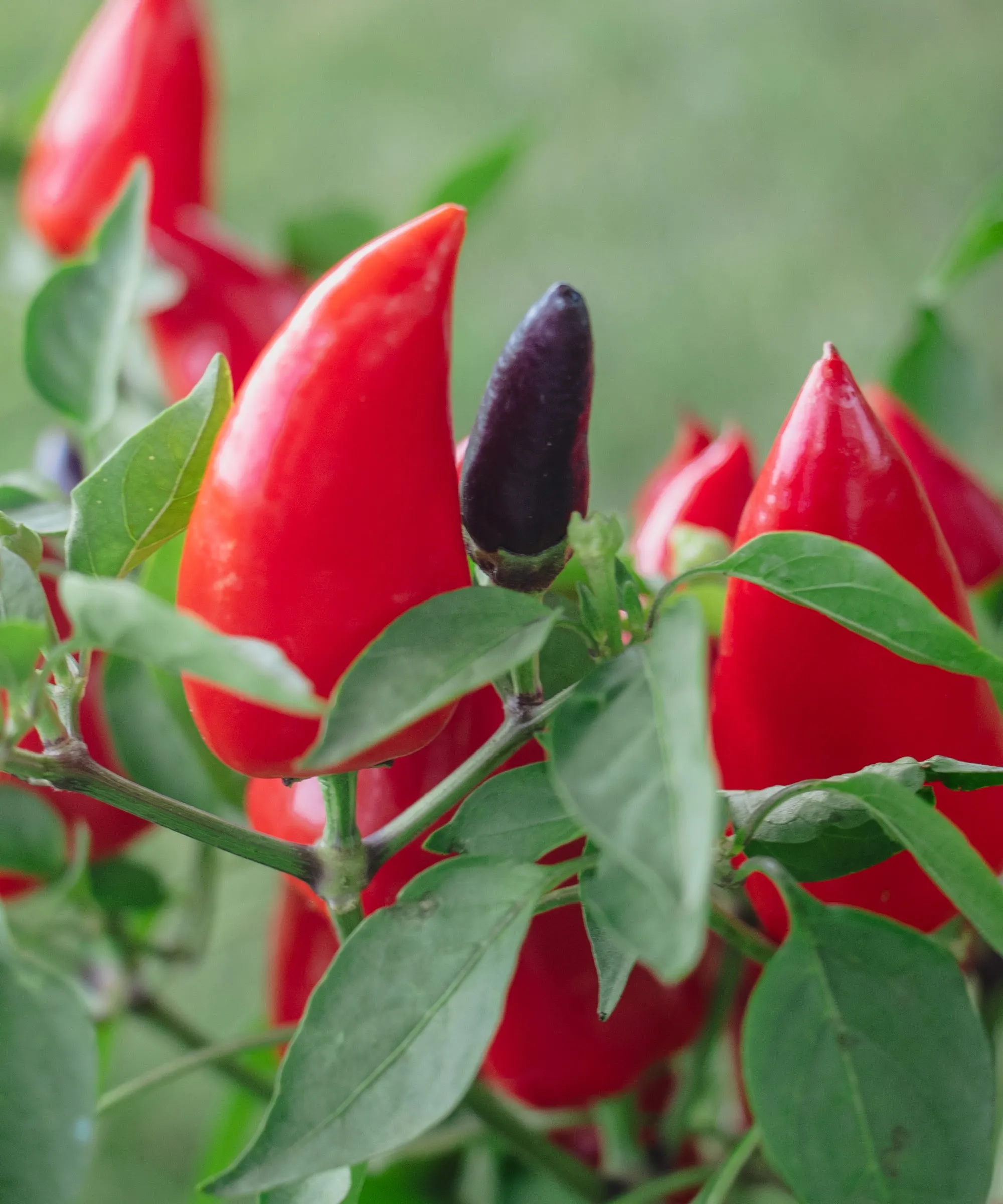 Pimentão vermelho e uma pimenta roxa crescendo em uma planta de pimenta' loading='lazy' title=