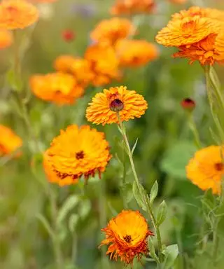 Ringblomster i en åker