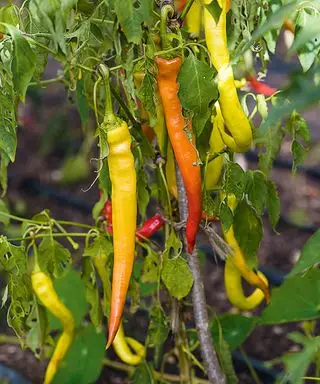 Chili planter