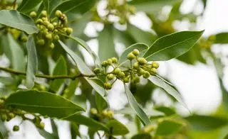 Alloro Laurus nobilis