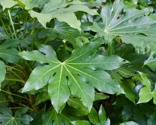 Pianta di Fatsia japonica