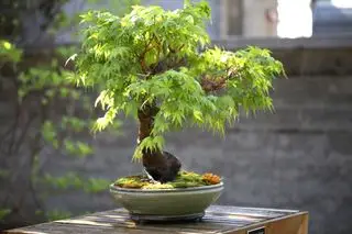 Bonsai di acero giapponese