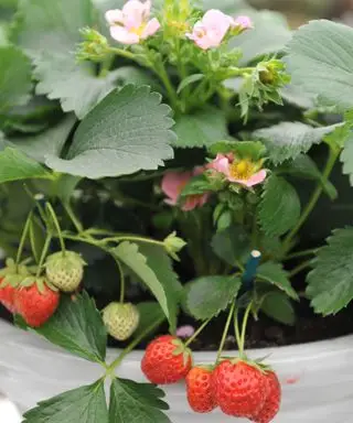 Fragaria × ananas