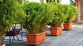 Piante di bambù verde in vaso