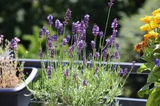 Pianta di lavanda che cresce sul balcone