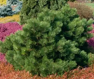 Pinus nigra - `Hornibrookiana