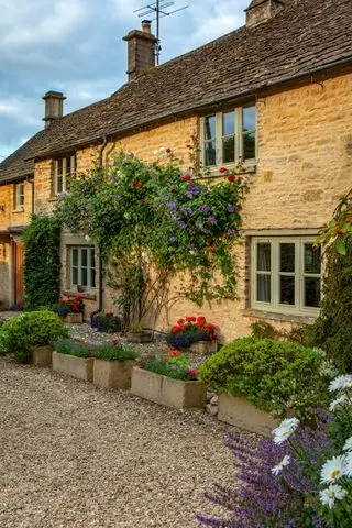rosier grimpant sur cottage de Cotswold