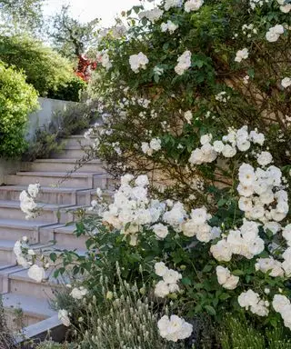 Jardin avec rosiers grimpants