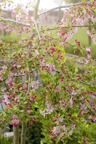 Hermosa primavera Crab Apple Blossom flores y capullos rosados ​​y blancos bajo un suave sol
