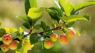 rama de manzana silvestre con frutos maduros en otoño