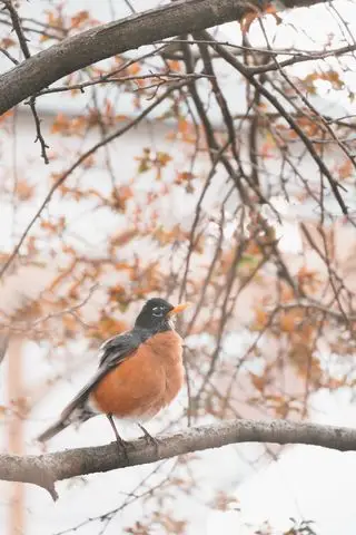 Primer plano de un petirrojo posado en un árbol de manzano silvestre en tonos de colores apagados