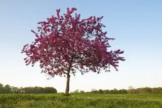 Árbol de manzana de cangrejo de flor única en un campo