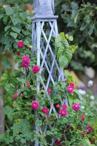 Rose rampicanti rosa che si arrampicano sull'obelisco