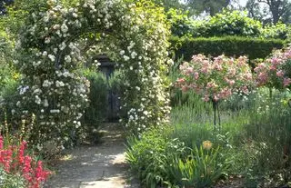 Arco di rose e rose ad albero standard