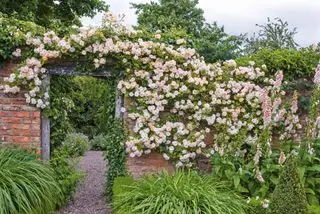 Comment tailler les rosiers grimpants – pour un maximum de fleurs