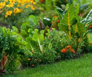 Soucis poussant aux côtés de la bette à carde dans un potager