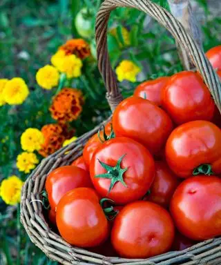 Une récolte de tomates aux soucis qui fleurit dans un potager