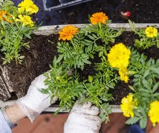 Planter des soucis dans un pot