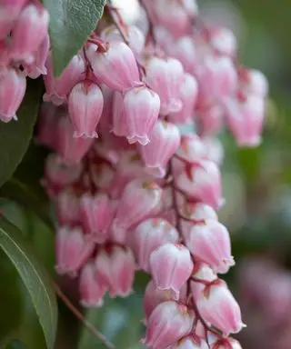 Pieris fleurit dans un jardin avec des fleurs roses