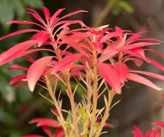 Pieris développe une croissance rouge dans le jardin