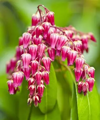 Pieris Valley Valentine floraison au printemps
