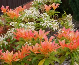 Pieris japonica fleurit dans le jardin de printemps