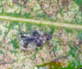 feuillage de pieris montrant des dommages causés par les punaises de lit