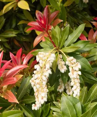 Guia de cultivo e cuidados com Pieris – dicas de especialistas sobre como cultivar um deslumbrante arbusto de Andrômeda